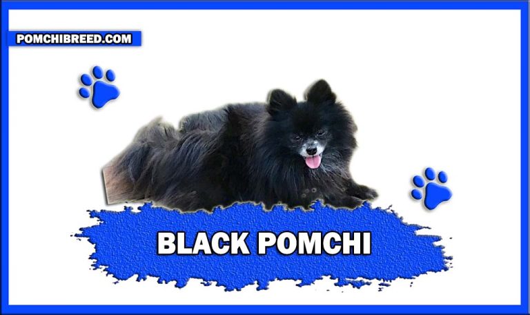 Black Pomchi – Everything You Need To Know About Black Pomchi