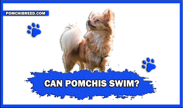 Can Pomchis Swim? – Three Safe Places For Pomchis To Swim