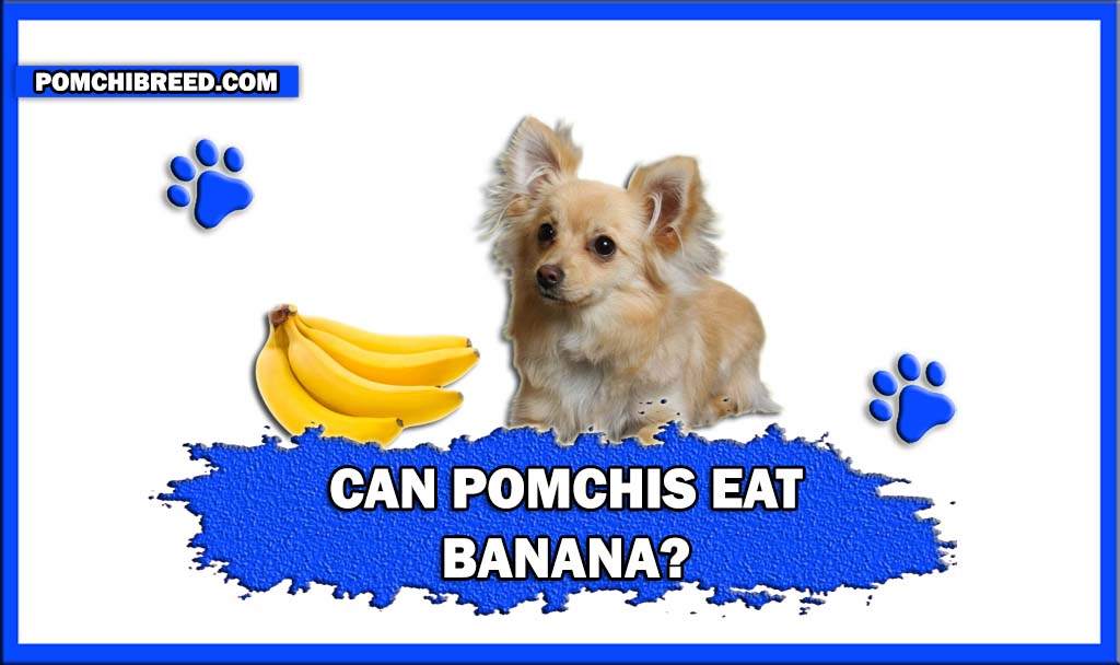 CAN POMCHIS EAT BANANA