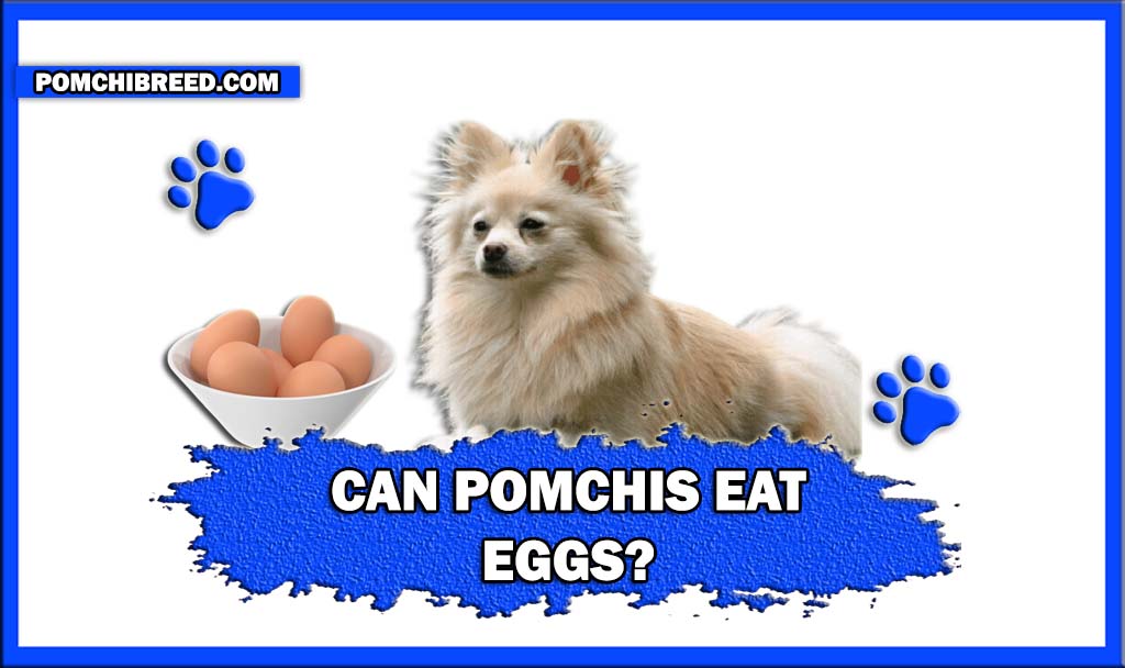 CAN POMCHIS EAT EGGS 1