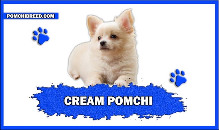 Cream Pomchi – Everything You Need To Know About Them