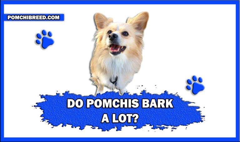 Do Pomchis Bark A lot? – Dealing With Pomchis Barking