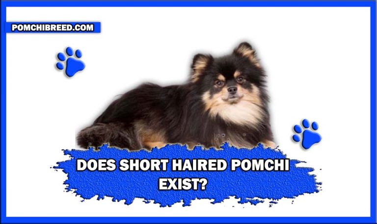Does Short-Haired Pomchi Exist? – Short-Haired Pomchi