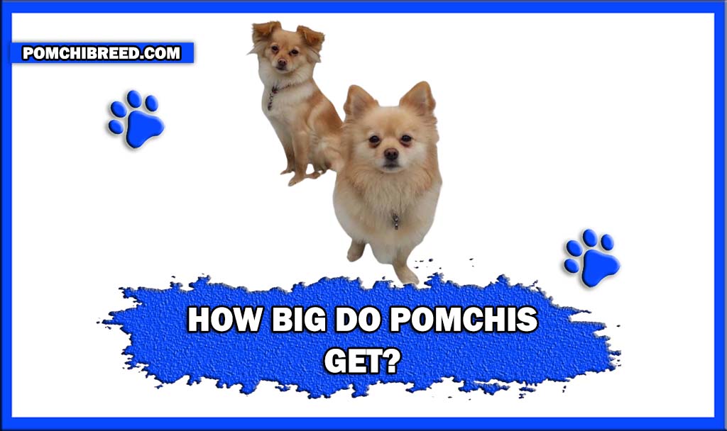 HOW BIG DO POMCHIS GET FNIAL