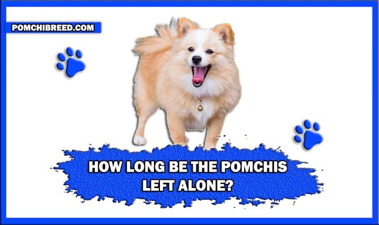 How Long Be The Pomchis Left Alone? | 6 Dangers of Leaving Them Alone