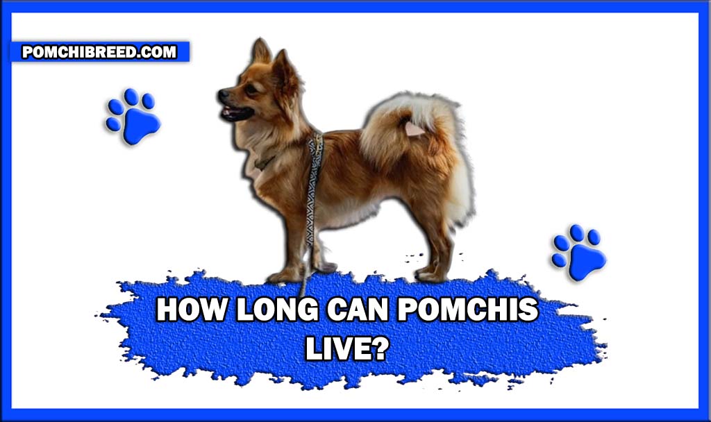 HOW LONG CAN POMCHIS LIVE FINAL