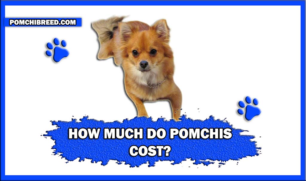 HOW MUCH DO POMCHIS COST FINAL