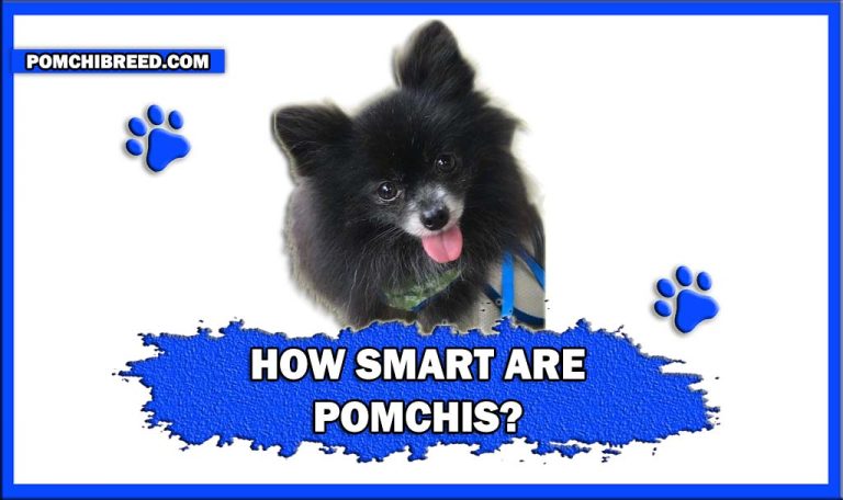 How Smart Are Pomchis? Pomchis Vs. Average Dogs