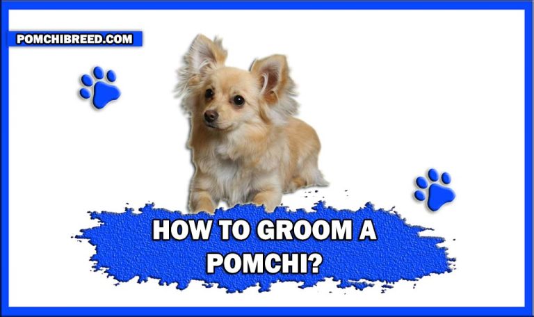 How To Groom A Pomchi? – Pomchi Grooming