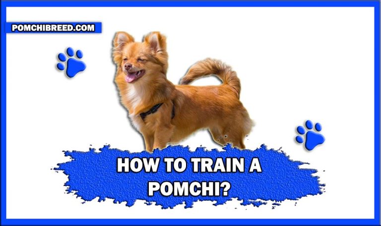 How To Train a Pomchi? – 8 Tips To Train Pomchi