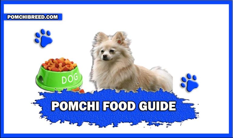 Pomchis Complete Food Guide – What They Can Eat?