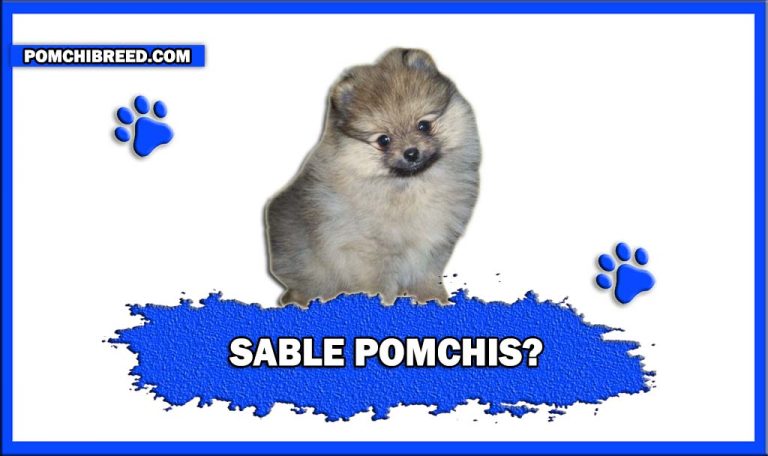 Sable Pomchis – Everything You Need To Know About Sable Pomchis