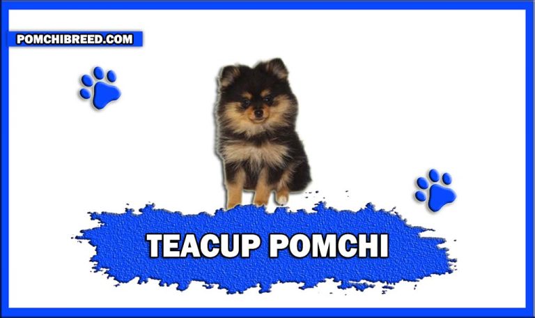 Teacup Pomchi -Temperament, Health, Feeding, And More