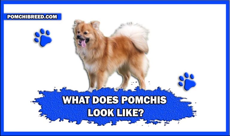 What Does Pomchis Look Like? – Coat Color, Coat Type, Size, And More