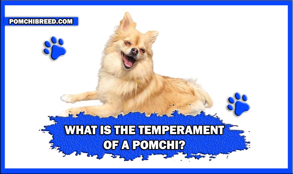 WHAT IS THE TEMPERAMENT OF A POMCHI