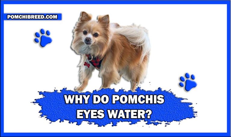 Why Do Pomchi Eyes Water? – Causes of Tear Stains in Pomchis