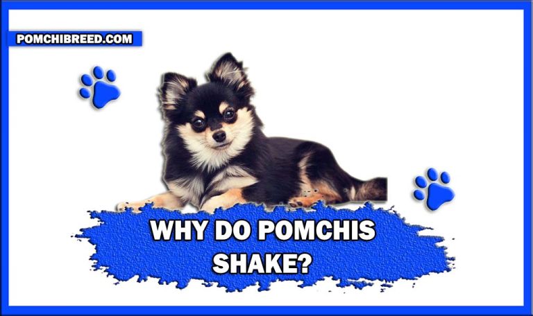 Why Do Pomchis Shake? Reasons Of Pomchis Shaking