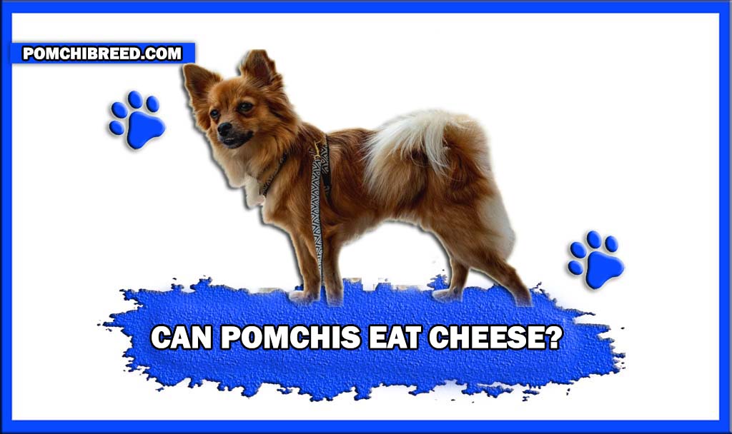 CAN POMCHIS EAT CHEESE