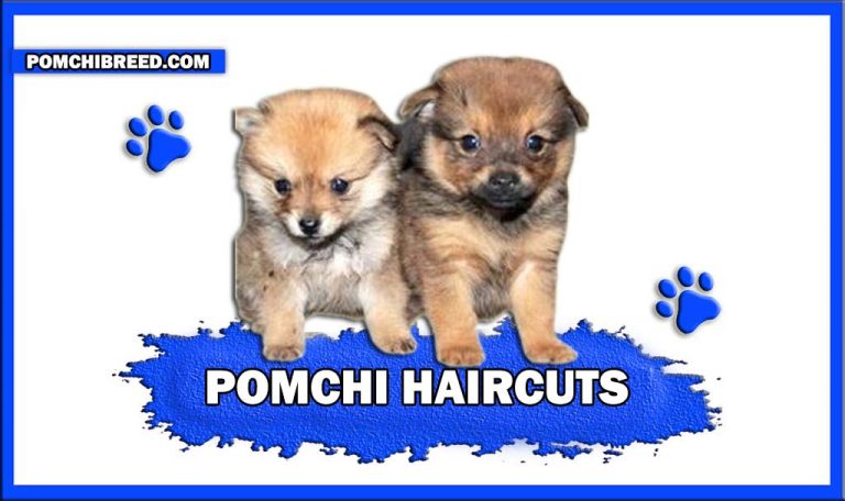 Pomchi Haircuts – 6 Cutest Pomchis Haircuts