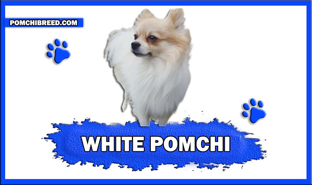 WHITE POMCHI FEATURED