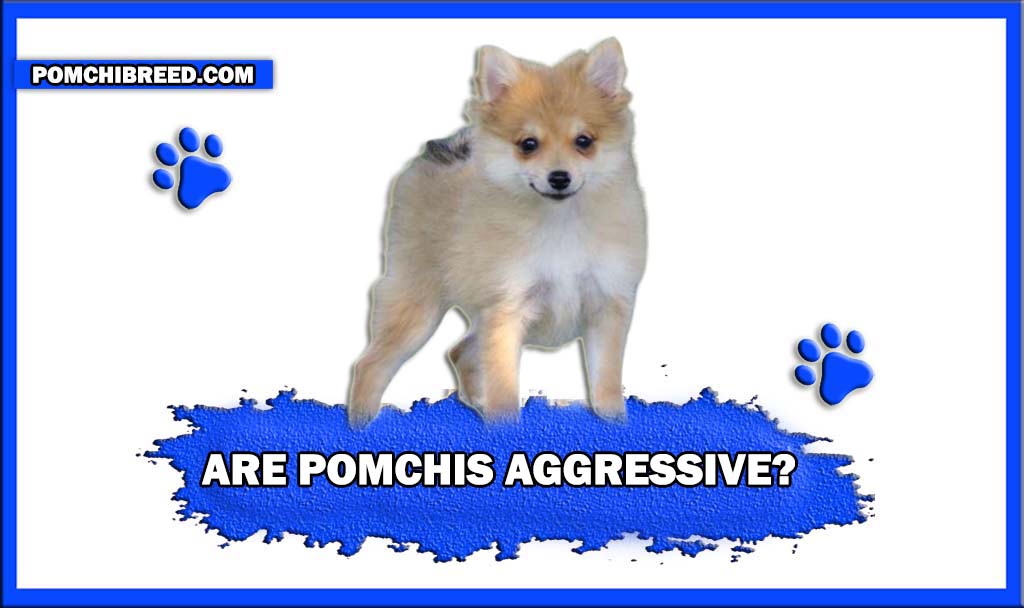 are pomchis aggressive
