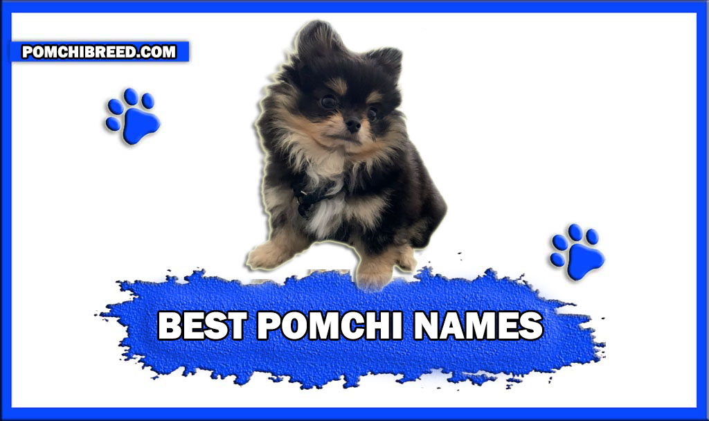 BEST POMCHI NAMES