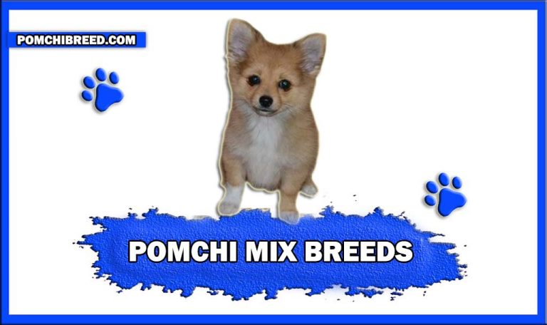 Pomchi Mix Breeds – Pomchi Yorkie Mix, Pomchi Poodle Mix, Etc