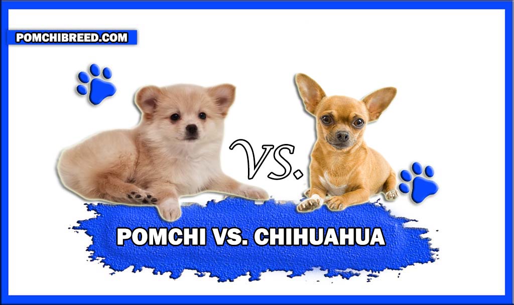 POMCHI VS CHIHUAHUA