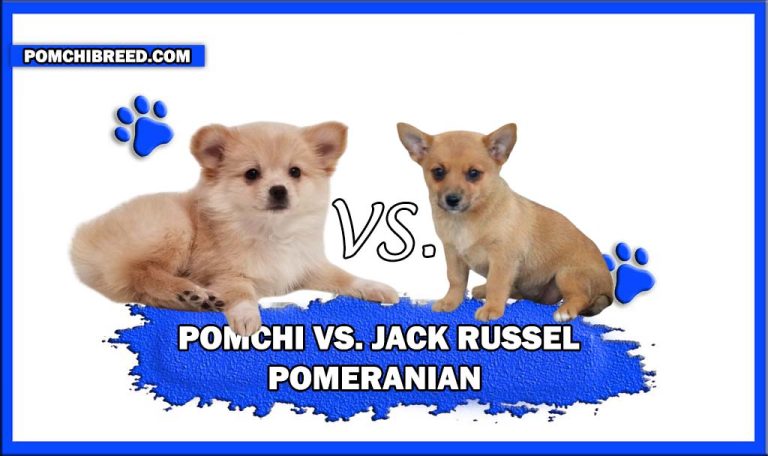 Pomchi Vs. Pomeranian Jack Russel Terrier Mix Comparison