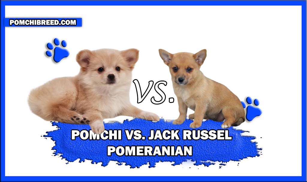 POMCHI VS JACK RUSSEL POMERANIAN