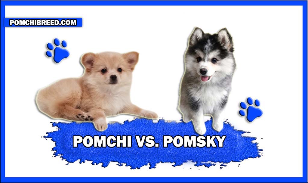 POMCHI VS POMSKY
