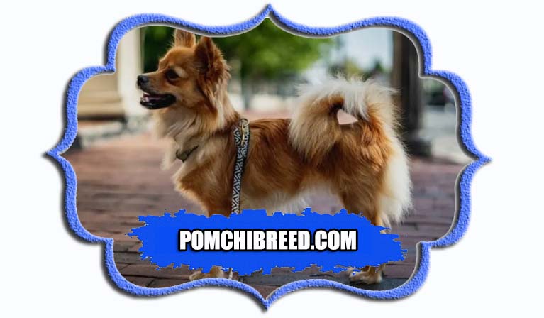 1 POMCHI BREED PICTURES