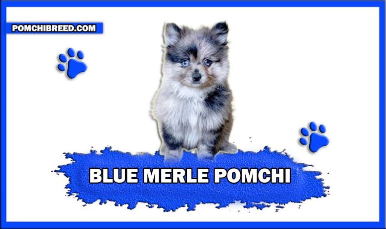 Blue Merle Pomchi – Appearance, Size & More