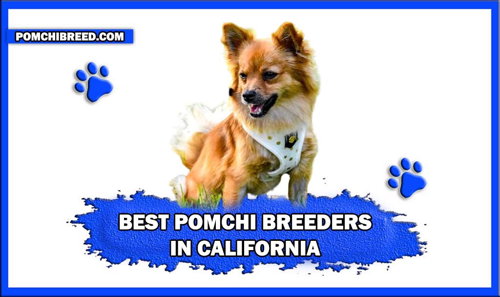 BEST POMCHI BREEDERS IN CALIFORNIA
