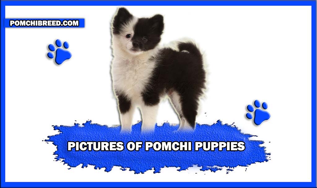 PICTURES OF POMCHI PUPPIES