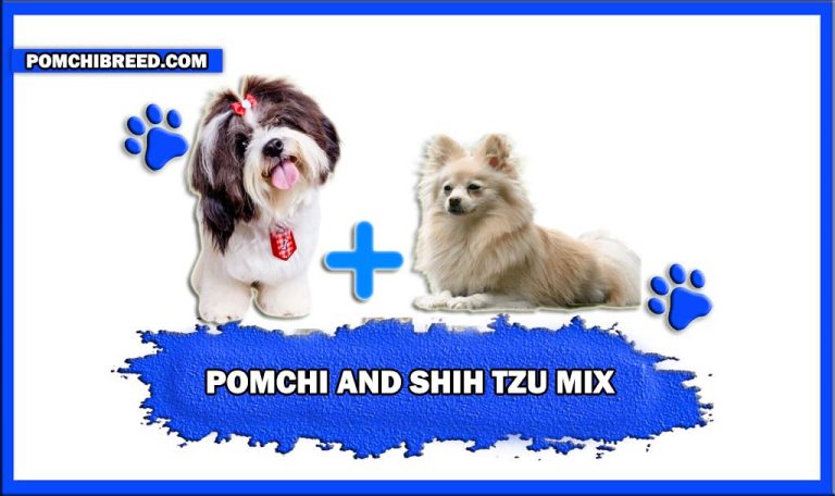 Pomchi And Shih Tzu Mix – Appearance, Temperament, & More