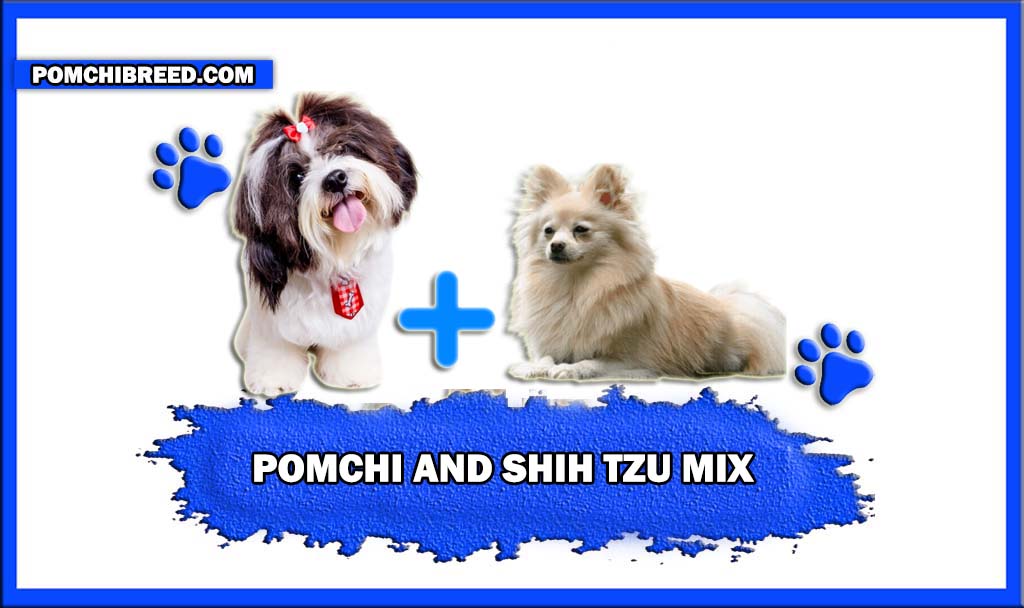 POMCHI AND SHIH TZU MIX