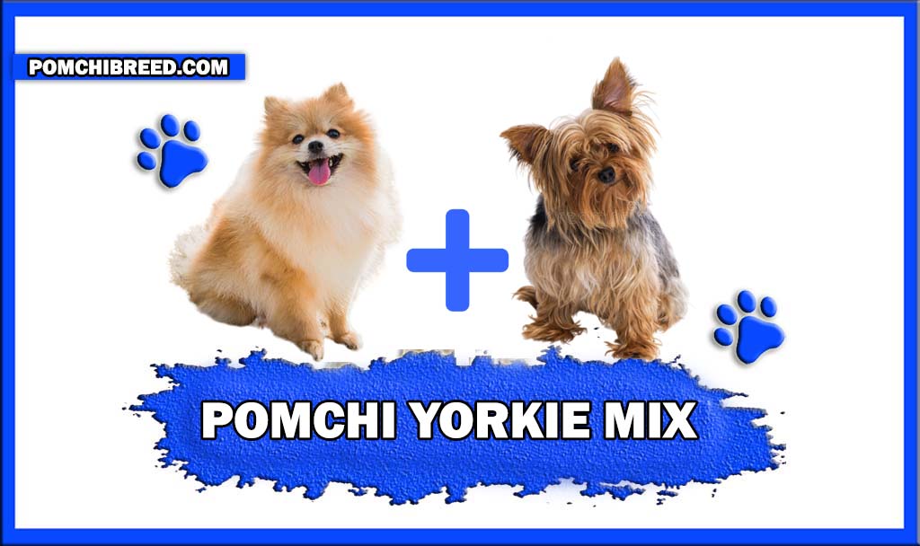 pomchi yorkie mix