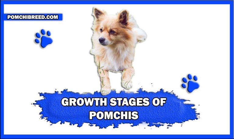 Growth Stages of Pomchis – Newborn To Senior Stage
