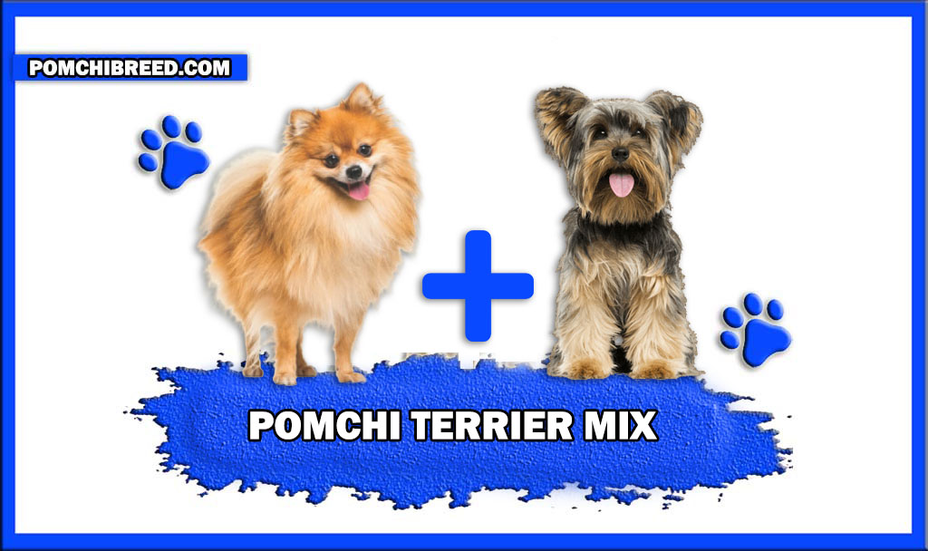 Pomchi Terrier Mix