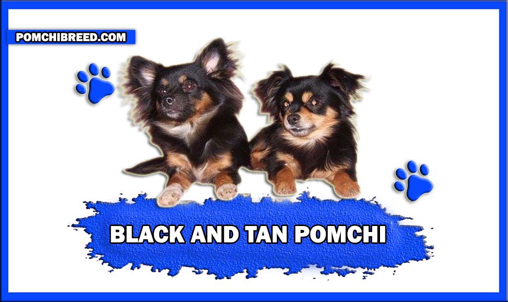 black and tan pomchi