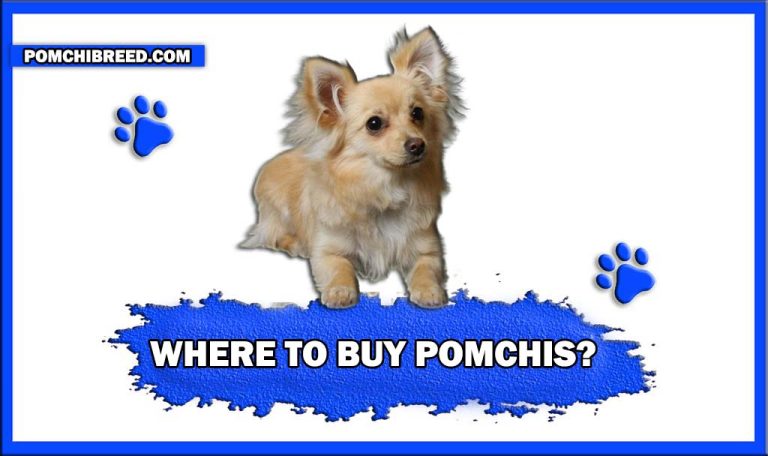 Where To Buy Pomchis? – Breeders, Pet Stores, Etc