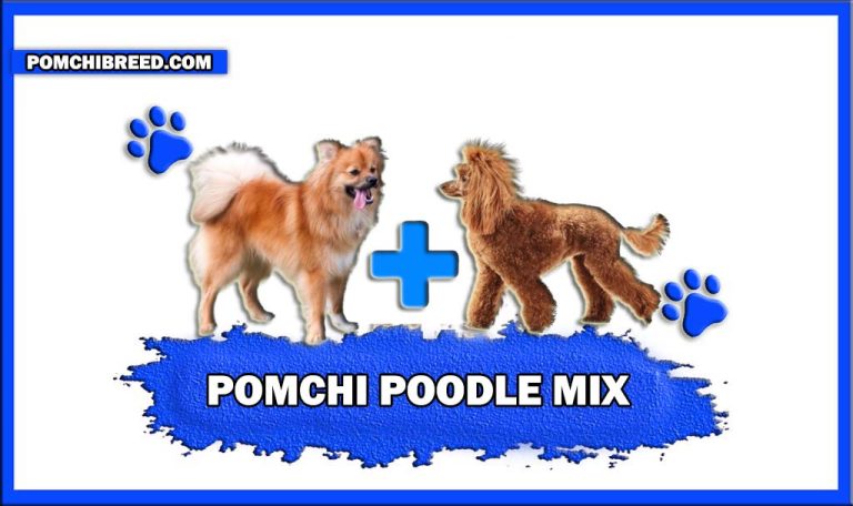 Pomchi Poodle Mix -Appearance, Size, & More