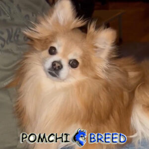 Pomchi Dog