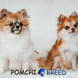 Pomchi Pictures