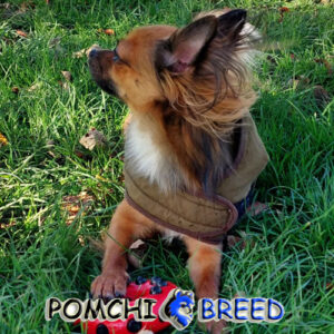 Pomchi Dog