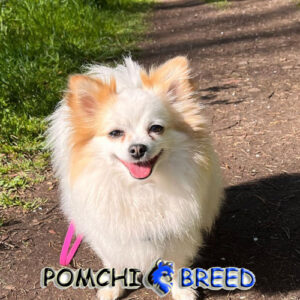 Pomchi Pictures